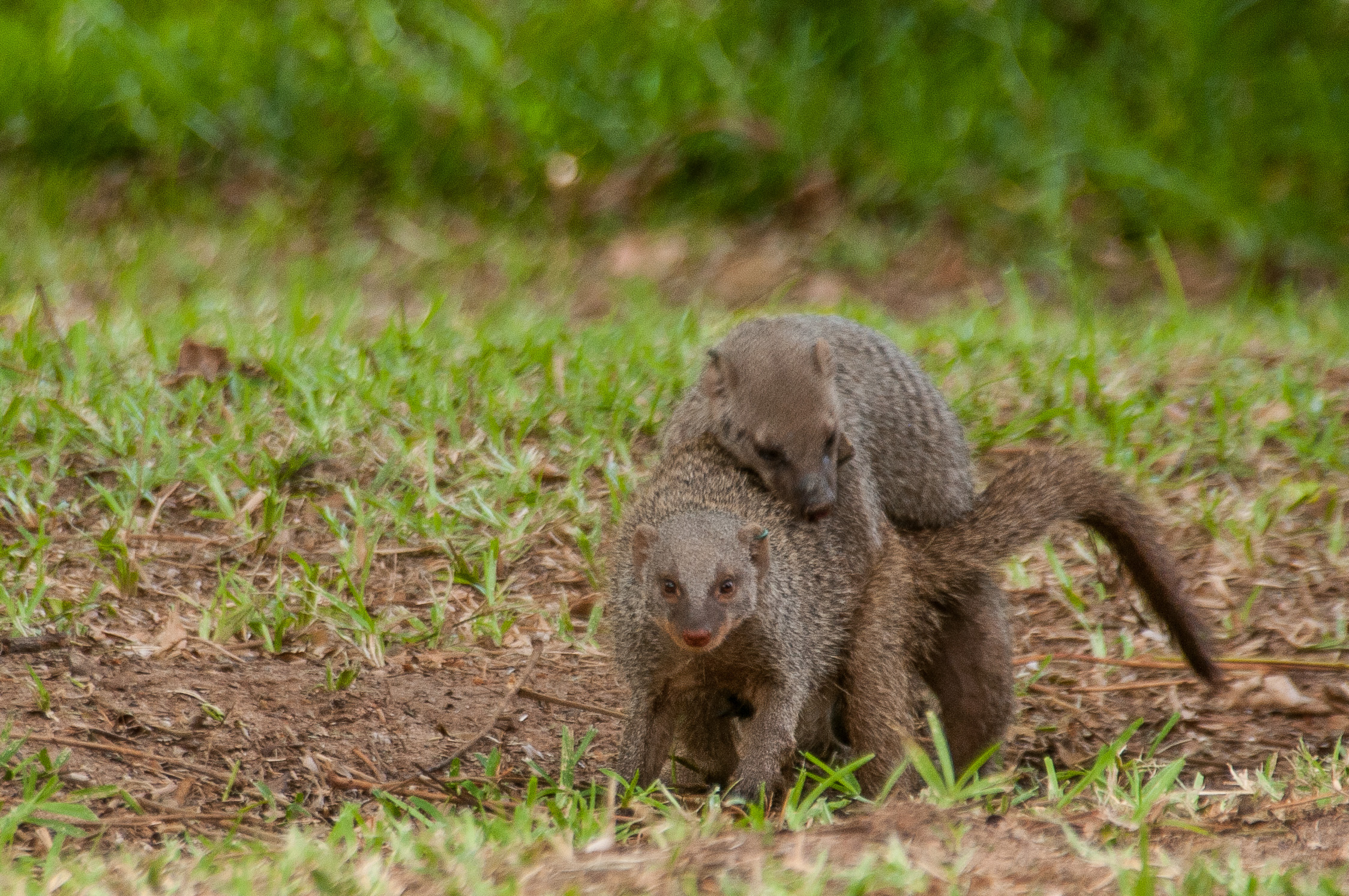 Mangoustes rayées copulant (Banded mongooses, Mungos mungo) , Chobe Game Lodge, Botswana. 